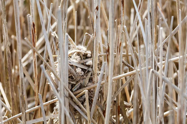 Marsh Wren nest — Stockfoto