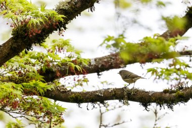 Yakut tepeli çalı kuşu