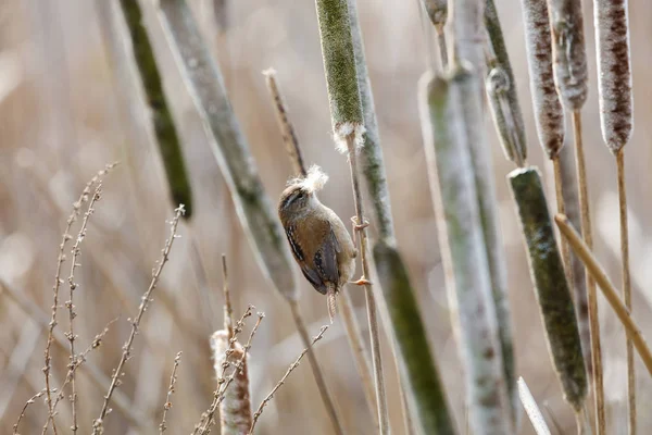 Bruin Marsh Wren — Stockfoto