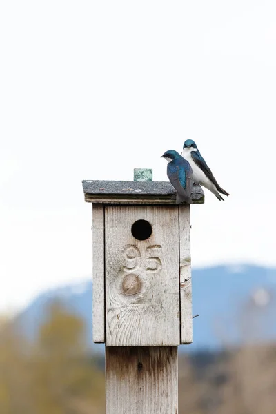 Tree Swallow on a nest box — Stock Photo, Image
