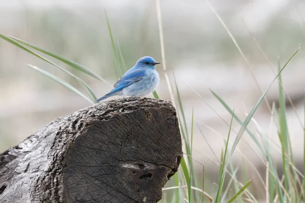 Manliga berg bluebird — Stockfoto