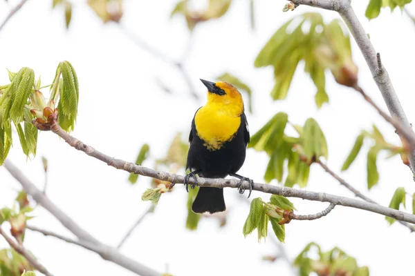 Sarı kafalı siyah kuş — Stok fotoğraf