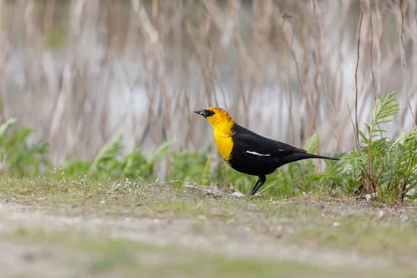 黄色为首的黑鸟gulhuvad blackbird — Stockfoto