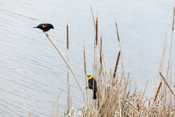Yellow-headed blackbird and Red-winged blackbird — Stock Photo, Image