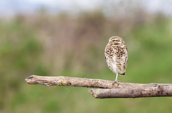 Ausgewachsene Erdkauz — Stockfoto