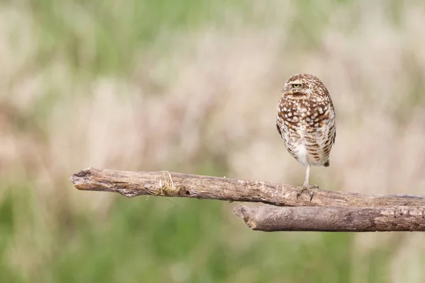 Adult Prärieuggla — Stockfoto