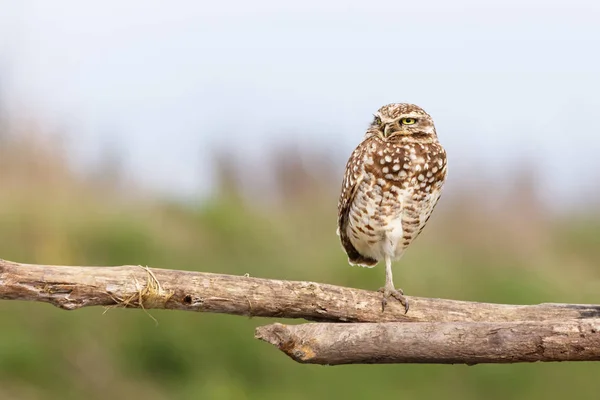 Adult burrowing owl — Stock Photo, Image