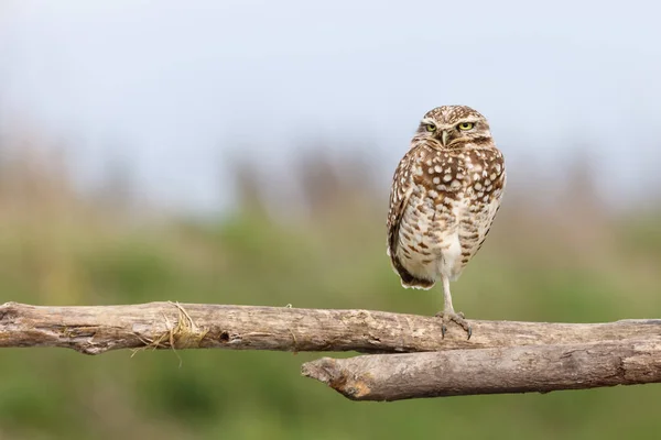 Adult burrowing owl — Stock Photo, Image