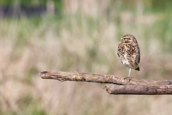 Adult Prärieuggla — Stockfoto