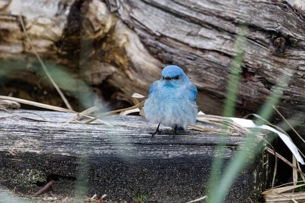 Αρσενικό βουνό bluebird — Φωτογραφία Αρχείου