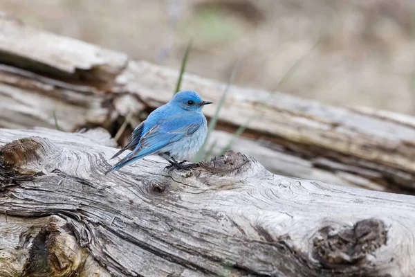 Male mountain bluebird — Stock Photo, Image