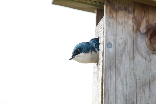 Baumschwalbe auf einem Nistkasten — Stockfoto