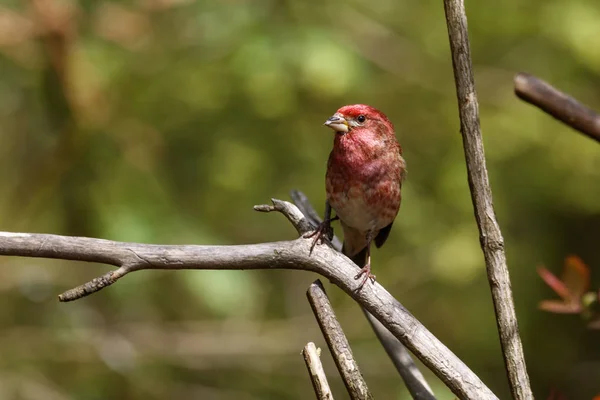 Αρσενικό μωβ finch — Φωτογραφία Αρχείου