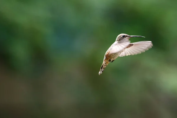 Flying rufous hummingbird — Stock Photo, Image