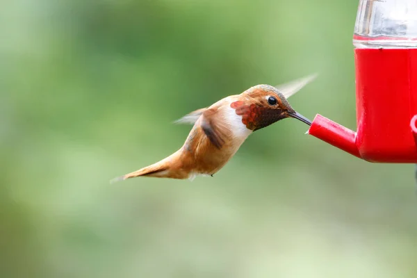 Flygande rödbrun hummingbird — Stockfoto