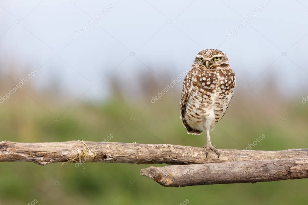 adult burrowing owl