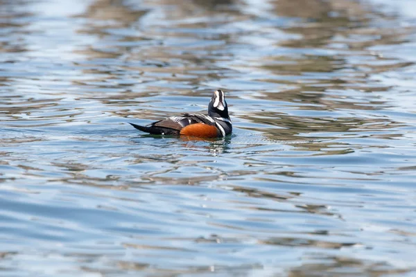 Männliche Harlekinente — Stockfoto