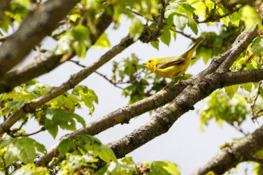 erkek Wilson's ötleğen