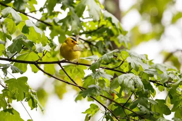 Manliga Wilson's Warbler — Stockfoto