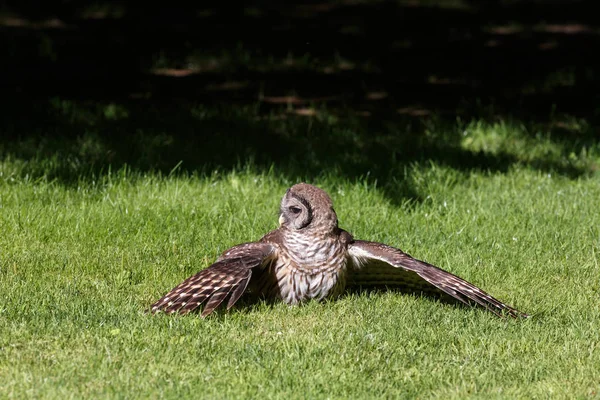 Hibou rayé juvénile — Photo