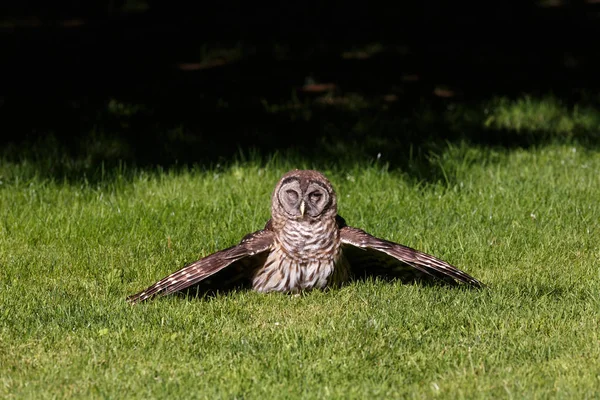 Juvenil utesluten owl — Stockfoto