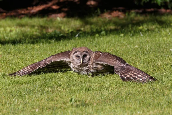 Hibou rayé juvénile — Photo