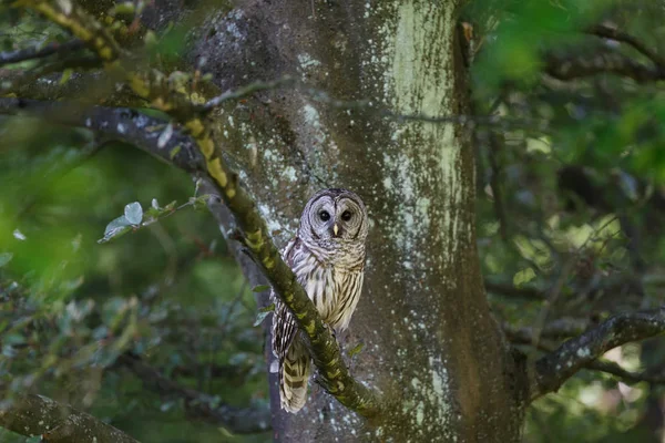 Adult utesluten owl — Stockfoto
