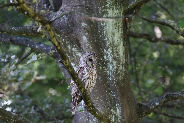 Adult barred owl — Stock Photo, Image