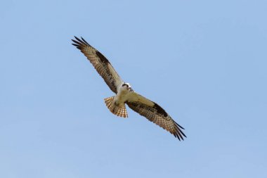 Osprey kuş uçan