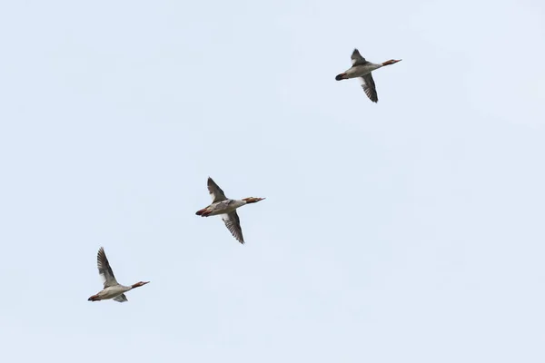 Kadın ortak merganser — Stok fotoğraf