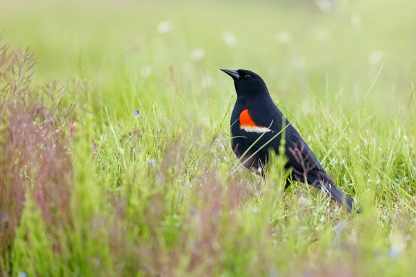 Rode gevleugelde blackbird — Stockfoto