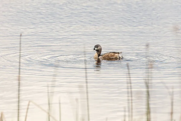 Pied Billed Grebe — стоковое фото