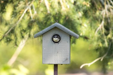 ağaç yutmak ve kuş yuvası