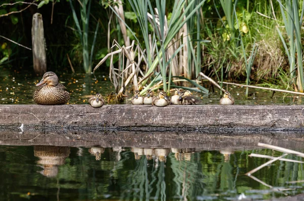 Young mallard duckling — Stock Photo, Image