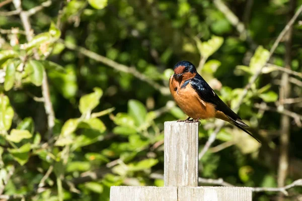 Schwalbenmännchen — Stockfoto