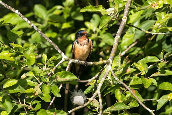 Hirondelle rustique mâle — Photo