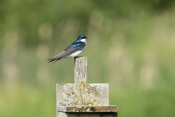 Nadobniczka drzewna i birdhouse — Zdjęcie stockowe