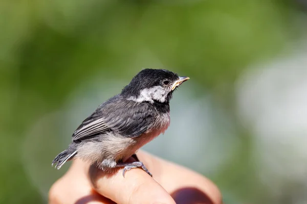 Joven negro capped chickadee — Foto de Stock