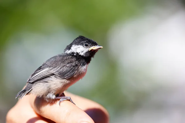 Молодий чорний capped Chickadee Ліцензійні Стокові Фото