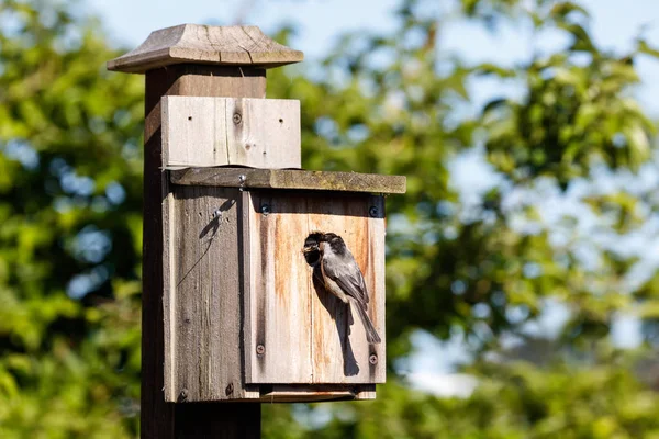Birdhouse and Black-capped Chickadee — стоковое фото