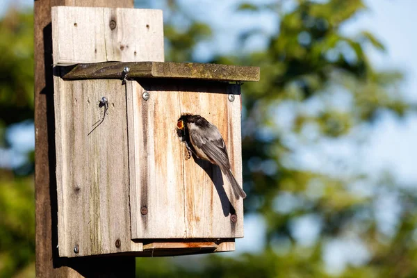 Birdhouse i jasnoskrzydła — Zdjęcie stockowe