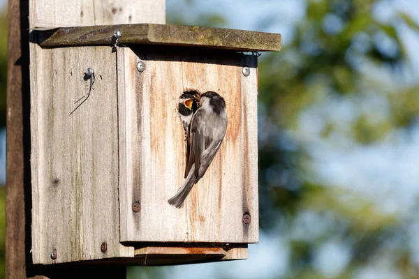 Nichoir et mésange à tête noire — Photo