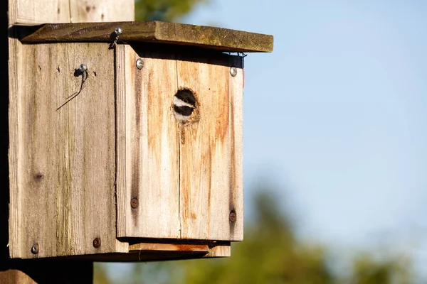 Birdhouse and Black-capped Chickadee — Stock Photo, Image