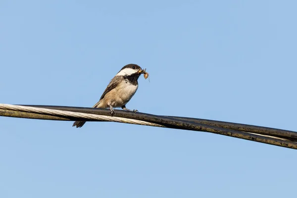 Insects  and Black-capped Chickadee — Stock Photo, Image