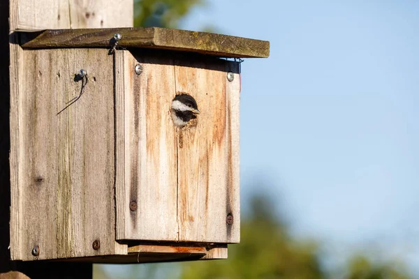 Birdhouse and Black-capped Chickadee — стоковое фото