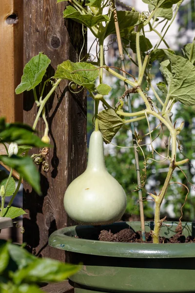 Calabash em videira — Fotografia de Stock