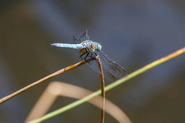 Blue Dasher dragonfly — Stock Photo, Image