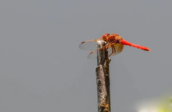 Dragonfly Cardinal Meadowhawk — Stock Photo, Image