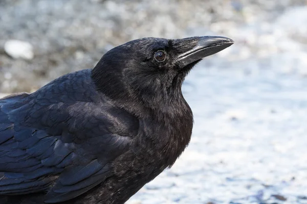 Black Northwestern crow — Stock Photo, Image