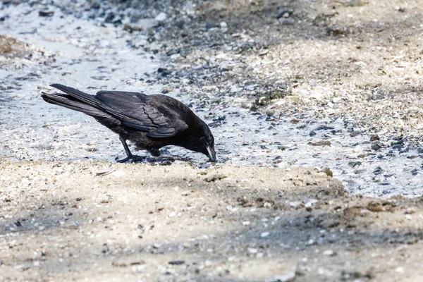Corvo negro do Noroeste — Fotografia de Stock
